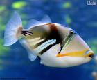 Ο Πικάσο triggerfish
